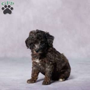 Ruby, Toy Poodle Puppy